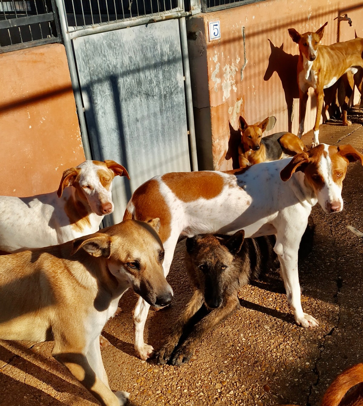 A Heartfelt Visit to the Shelter Where Cody Found&nbsp;Me